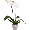 DecoBlooms Live Orchid, 5 inch Blooms