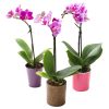 KaBloom Live Orchid Plant Collection: Set of 3 Mini Vibrant Fresh Purple Orchid Plants